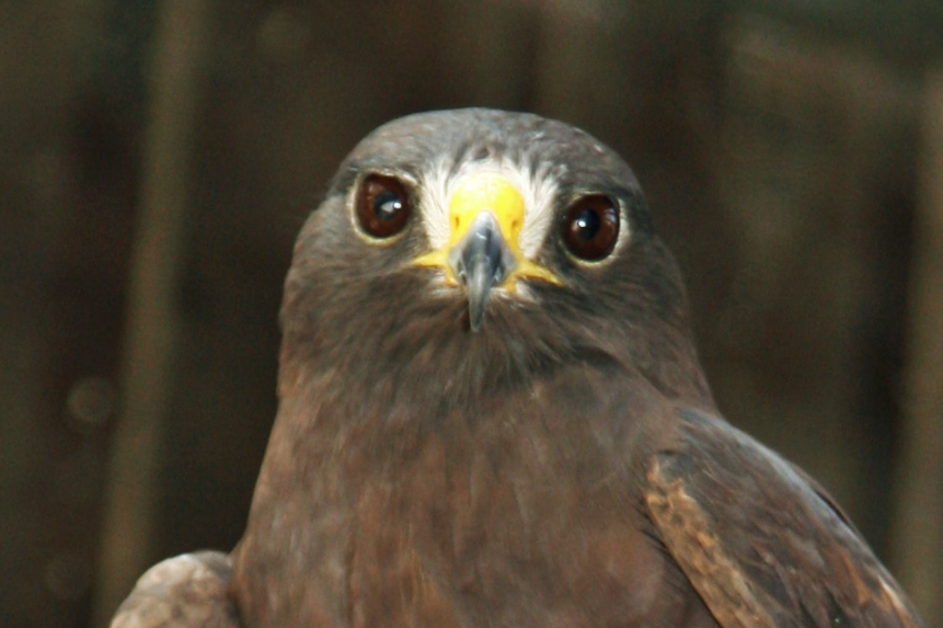 Hawks Audubon Florida