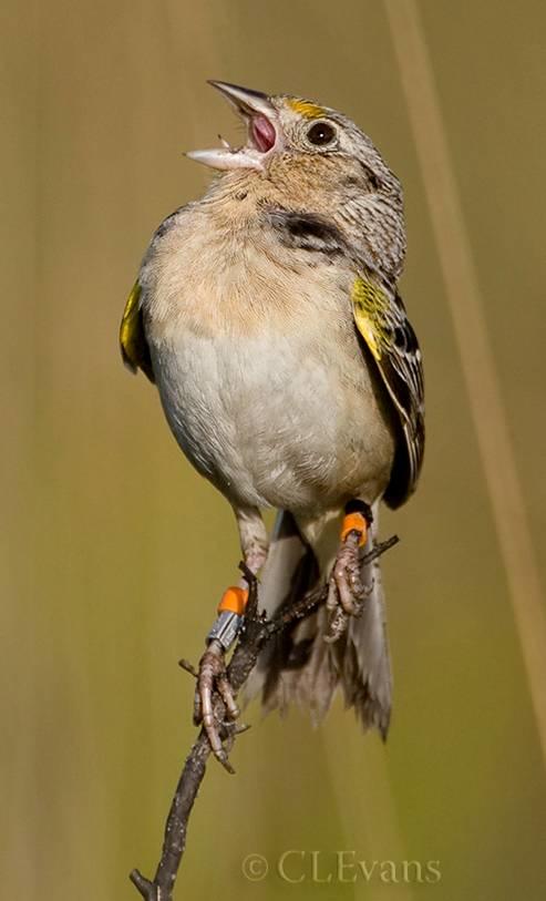 Florida Grasshopper Sparrow | Audubon Florida