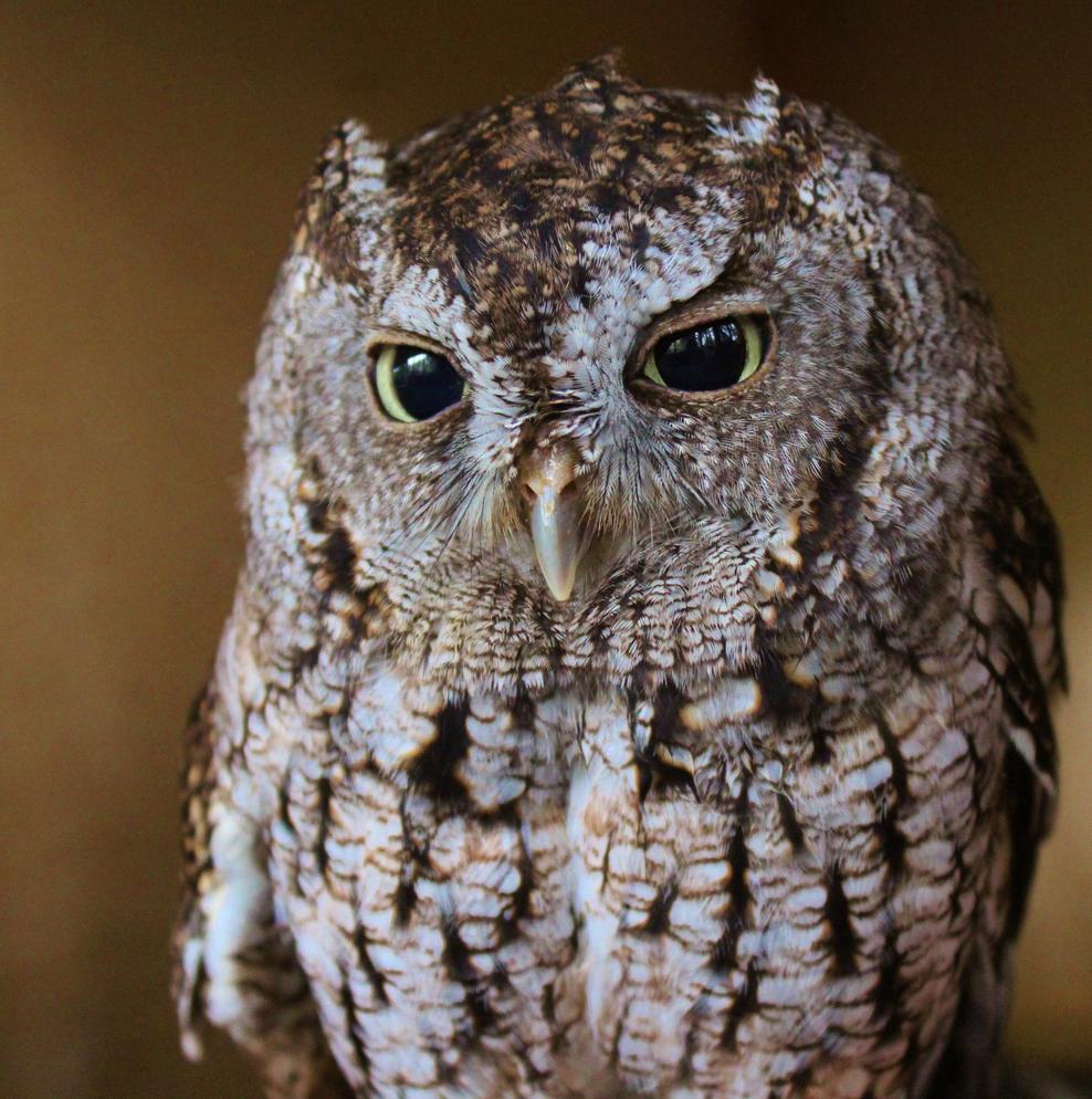 Owl Adaptations Audubon Florida