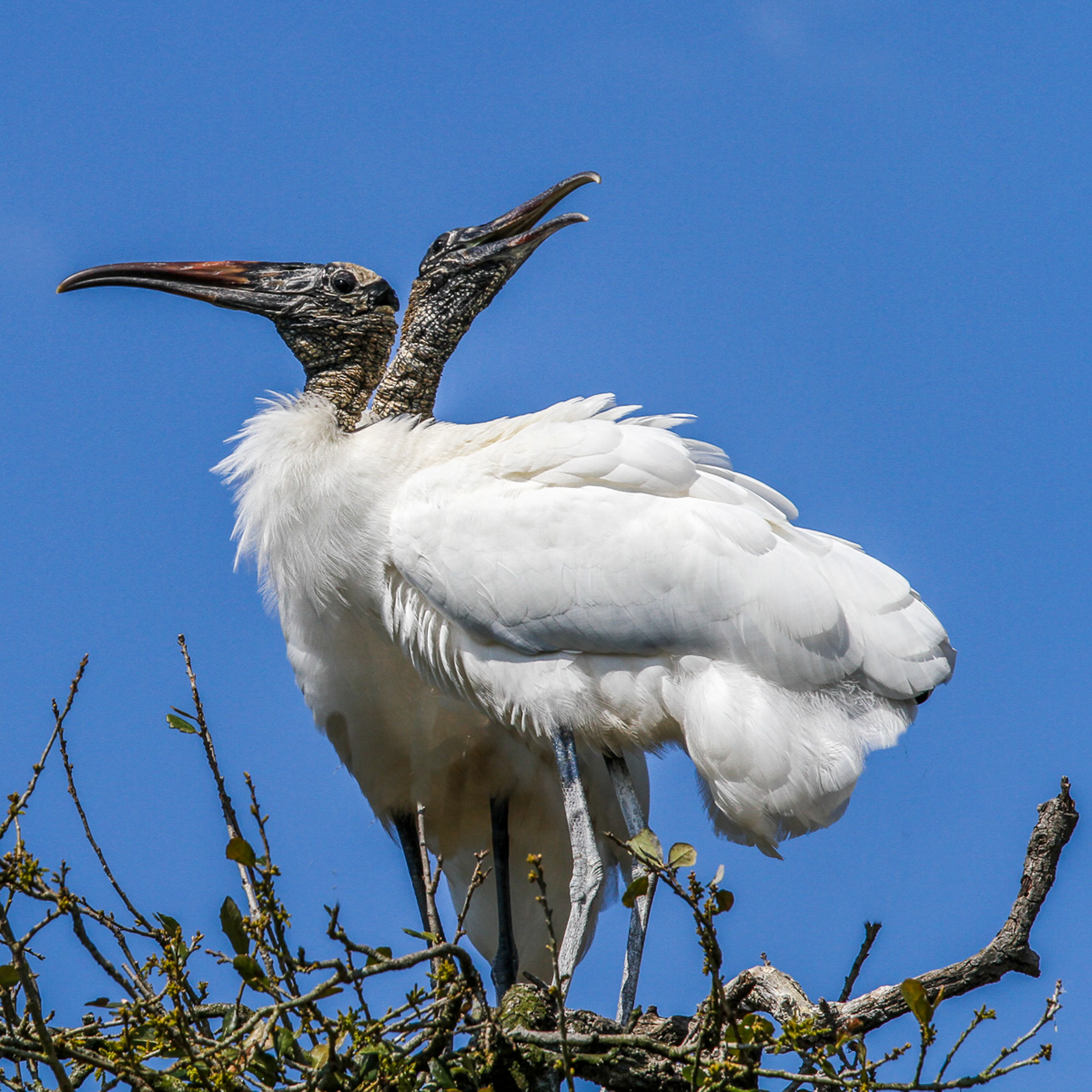 Two wood storks