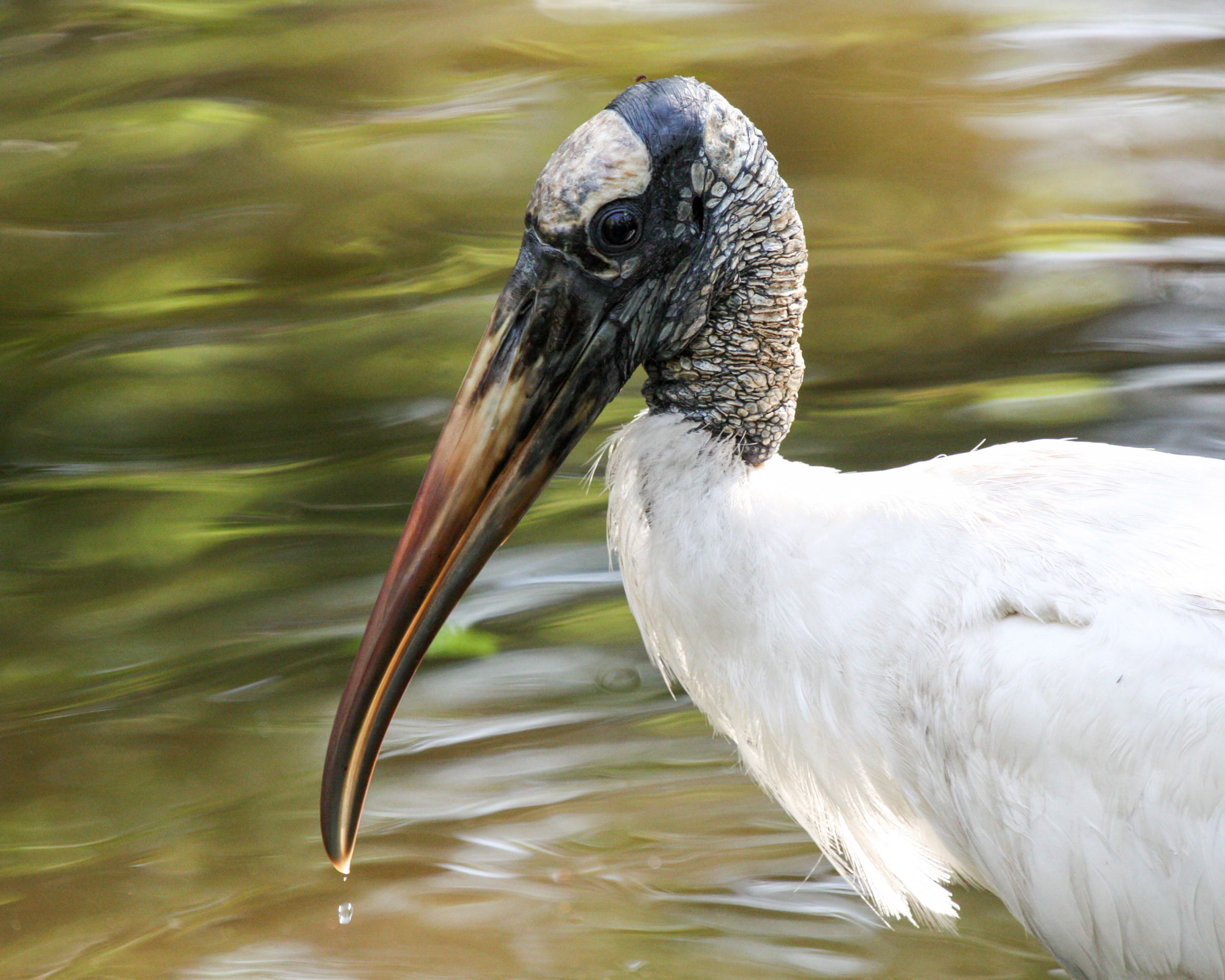 Species: Wood Stork. Photographer: Misty Nelson