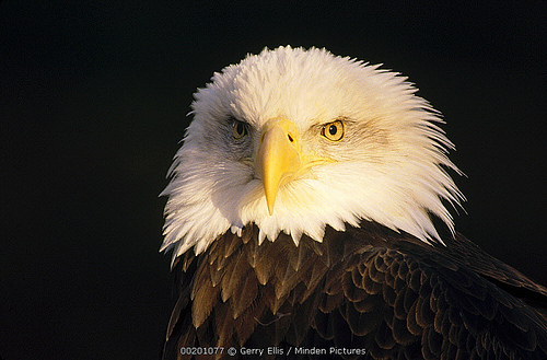 eagle.jpg | Audubon Florida