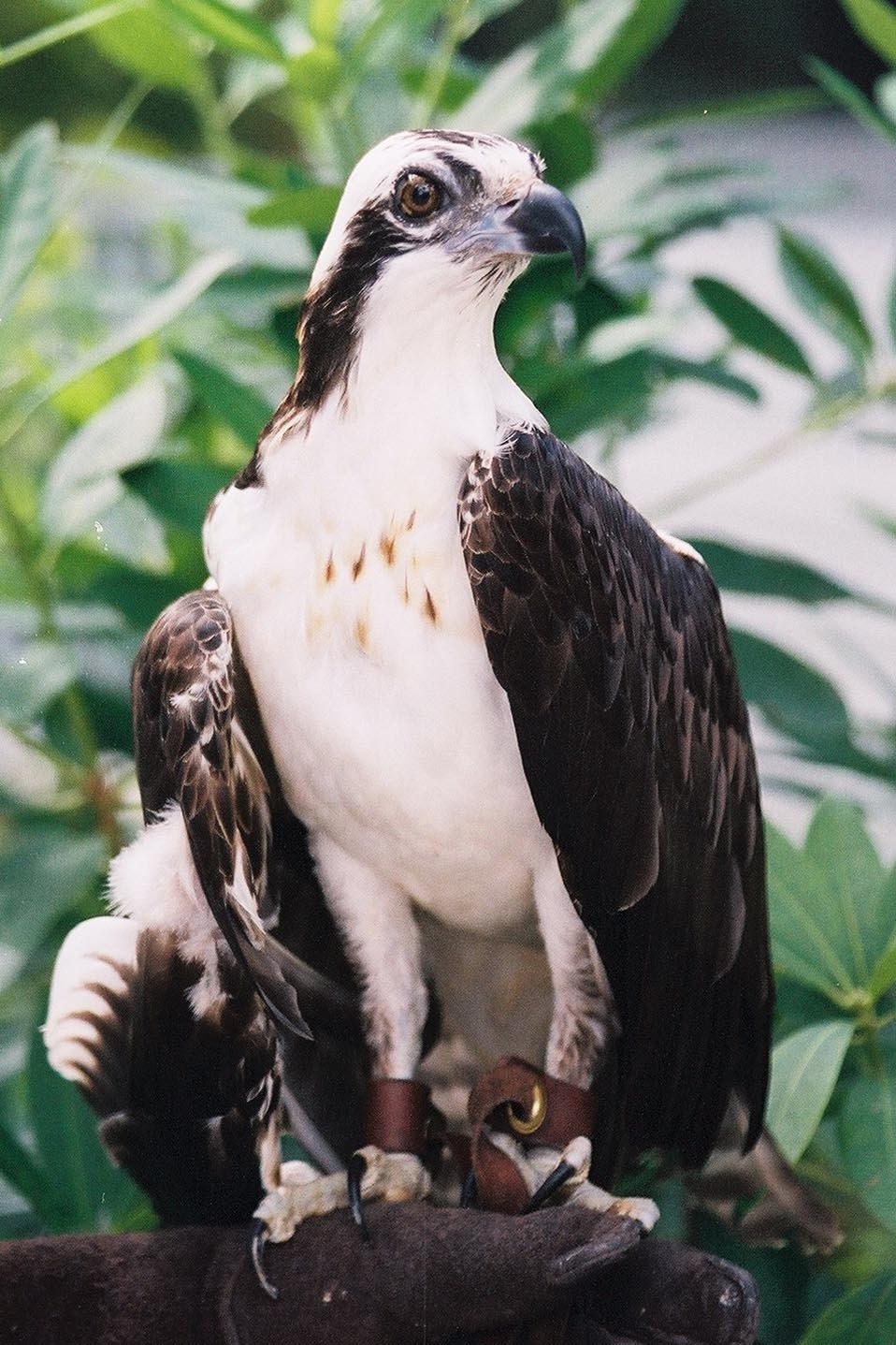 photo of an osprey named hank