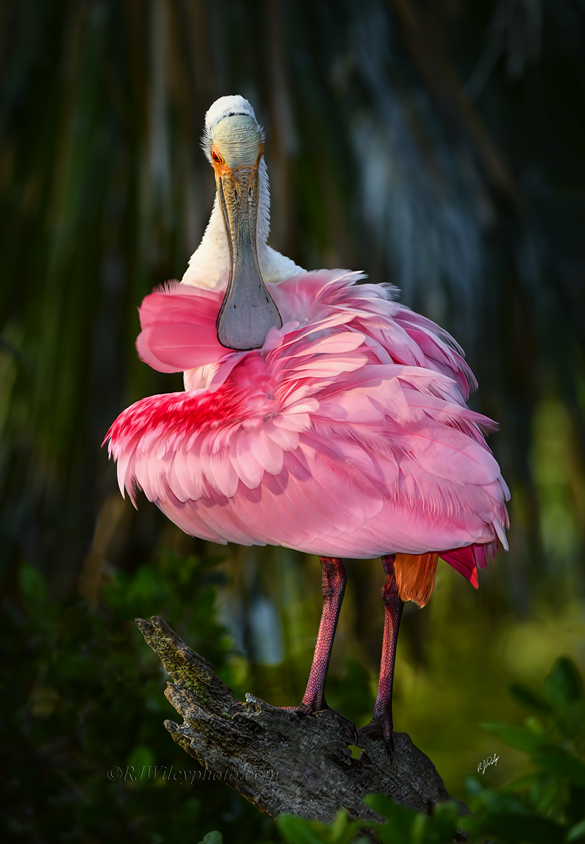 Roseate Spoonbill. Photo: RJ Wiley.