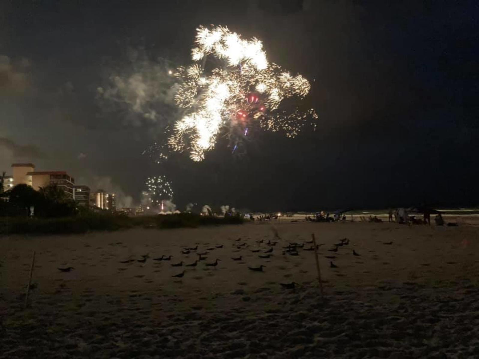 Fireworks explode over a colony of Black Skimmers. Photo: Holley Short.