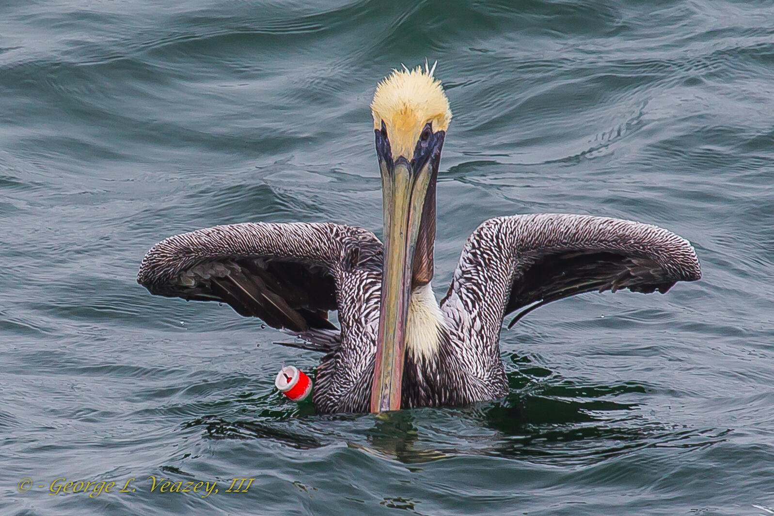 Brown Pelican entangled in fishing gear
