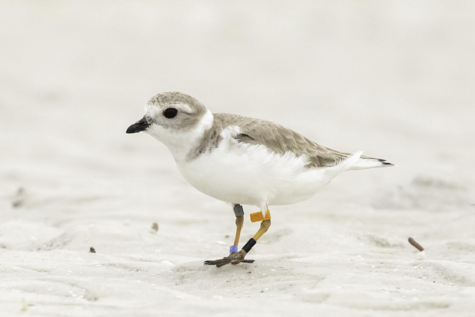 A banded Piping Plover is spotted in Florida. The bird was banded in 2010. Photo: Jean Hall.
