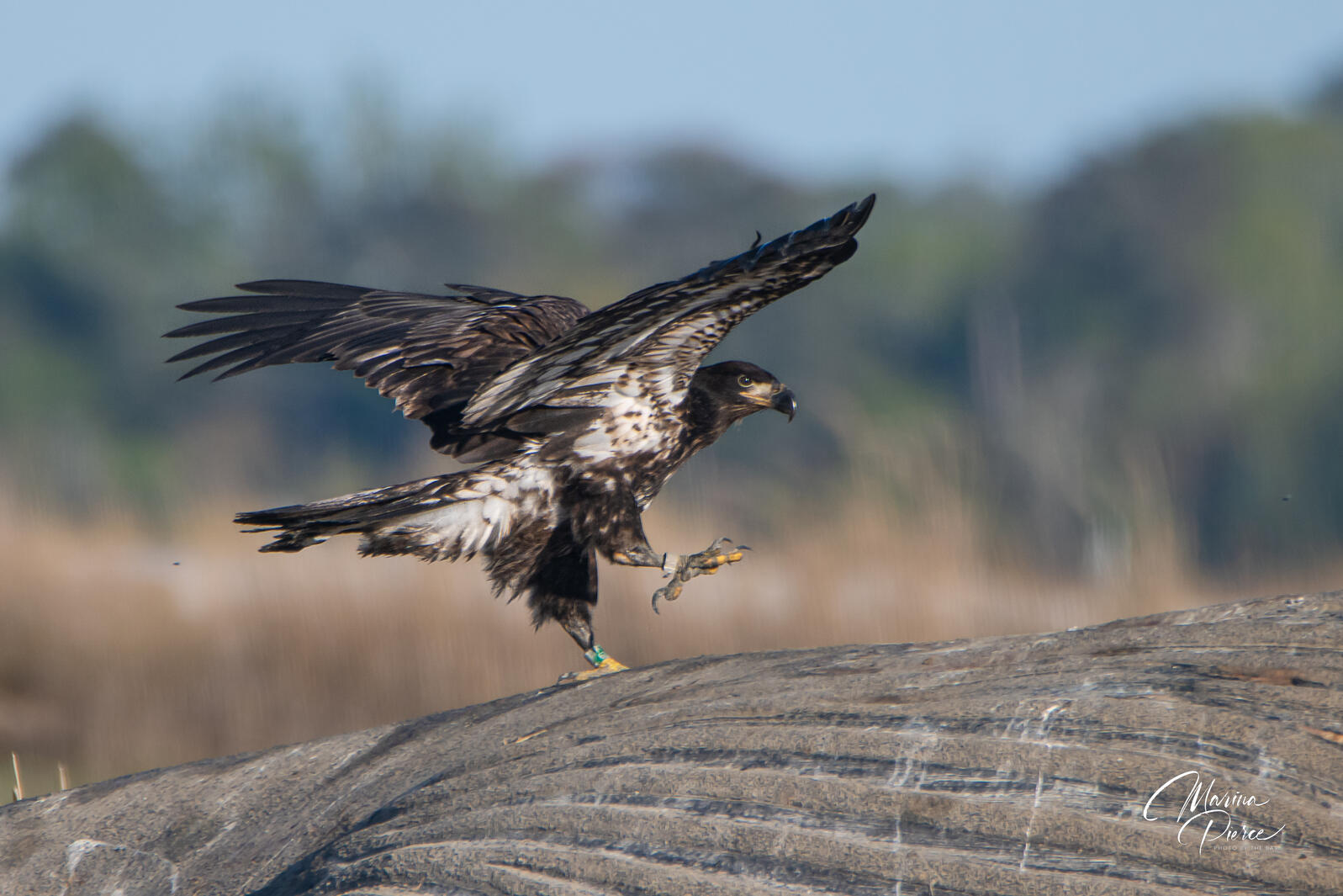 A young Bald Eagle sits atop a whale carcass in Virginia, but zoomed in so the whale is only visible as ripples the bird is standing on.
