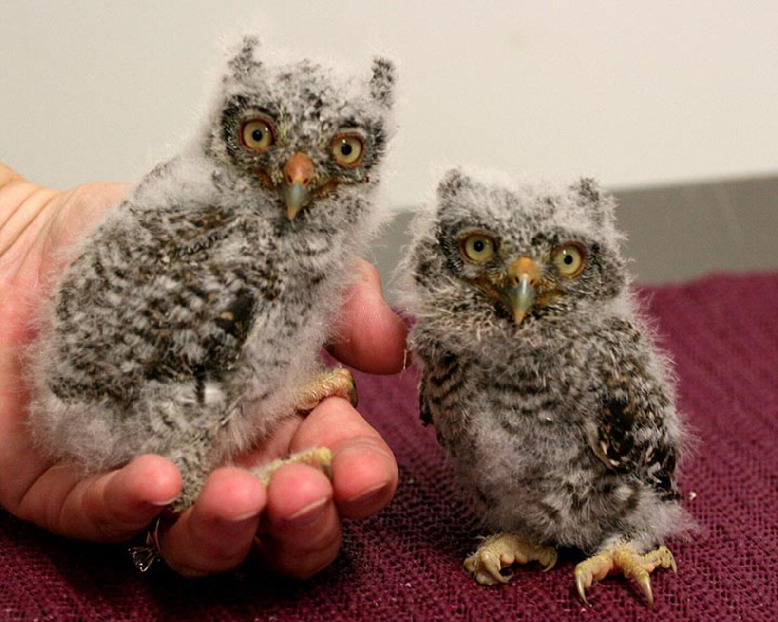 Eastern Screech Owls at the Center for Birds of Prey