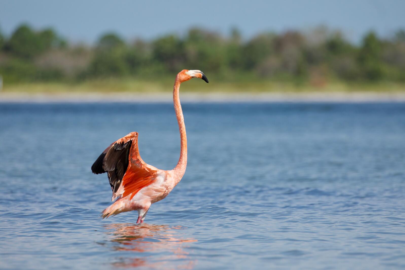 An American Flamingo walking in shallow water.