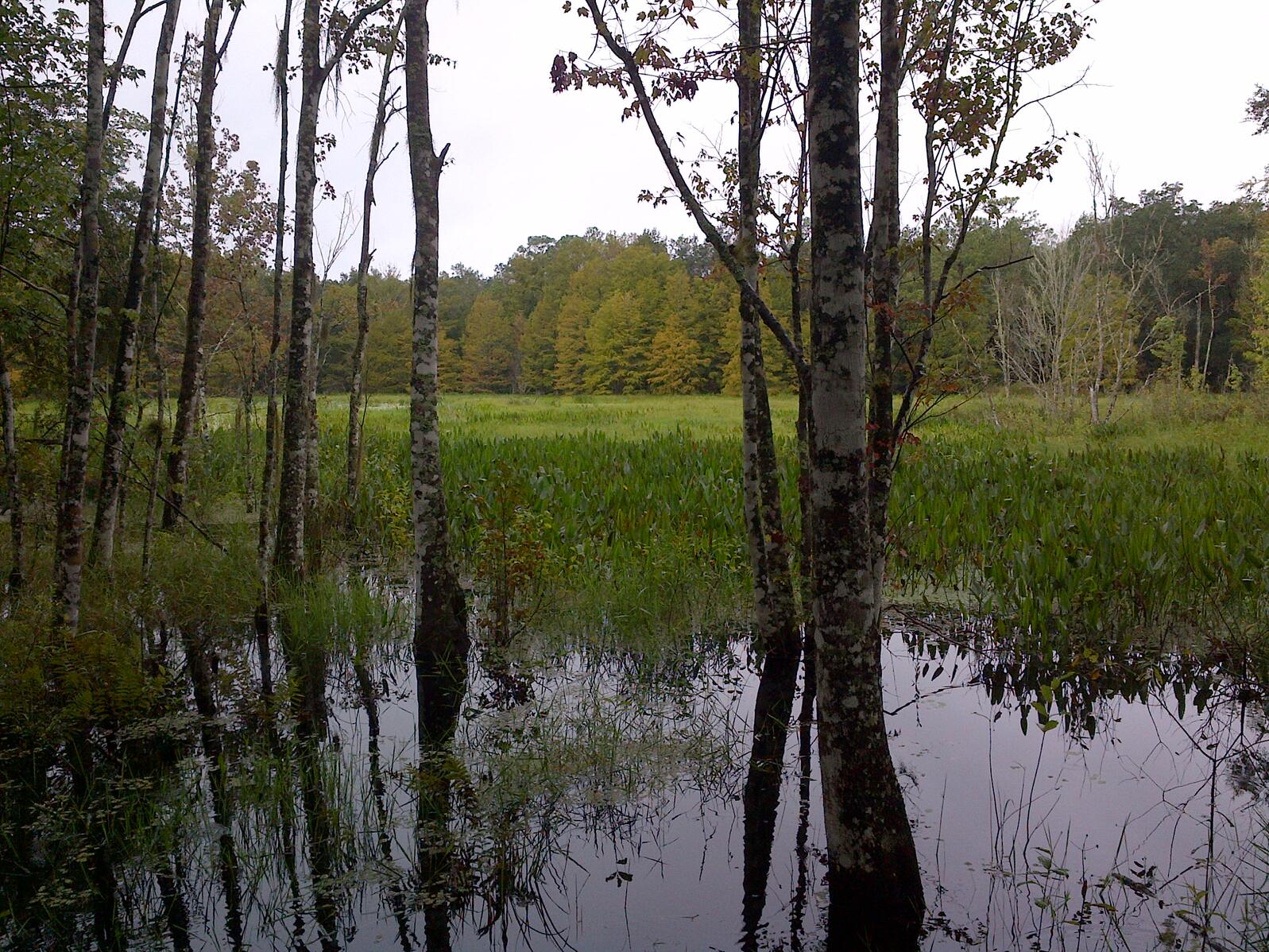 view of a wetland
