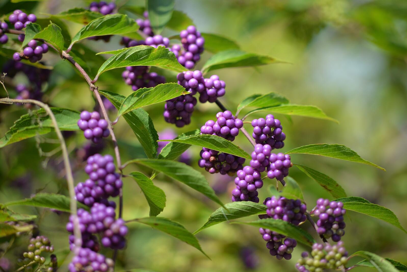 Close-up of an American beautyberry plant.