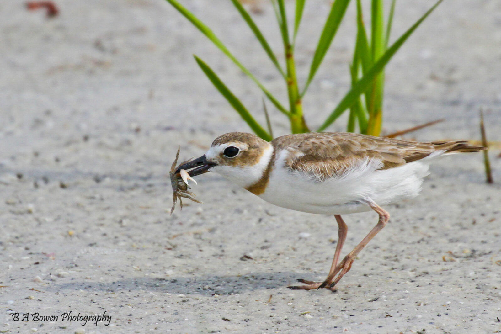 Wilson's Plover with a crab in its beak, standing on the beach.