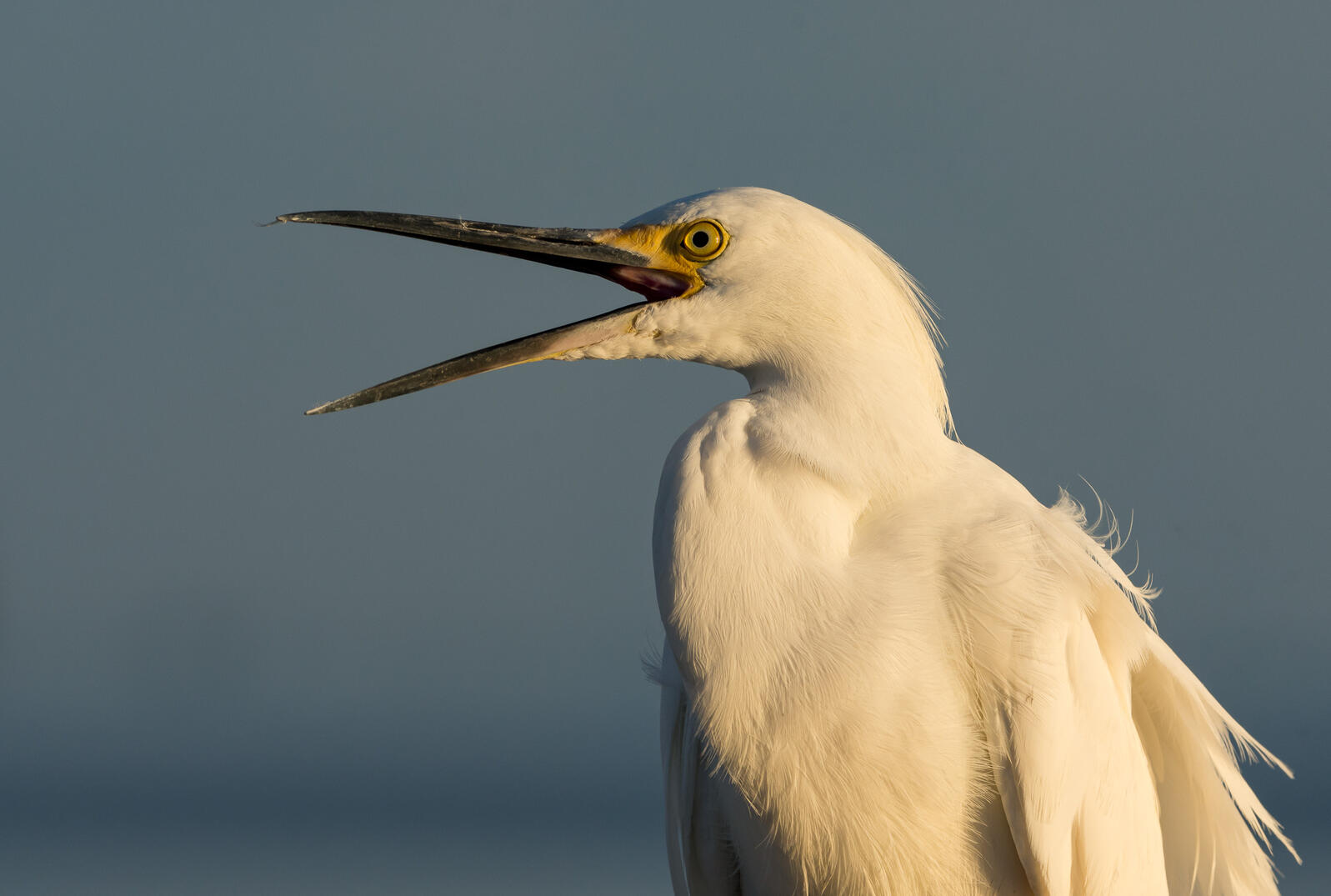 Snowy Egret. Photo: Trudy Walden/Audubon Photography Awards.
