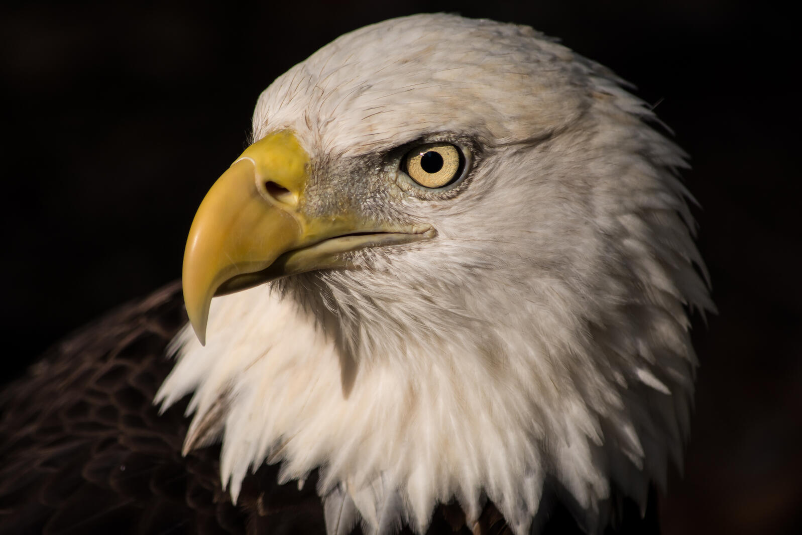 A close up of a Bald Eagle's head. Photo: Kimberly Cerimele/Audubon Photography Awards