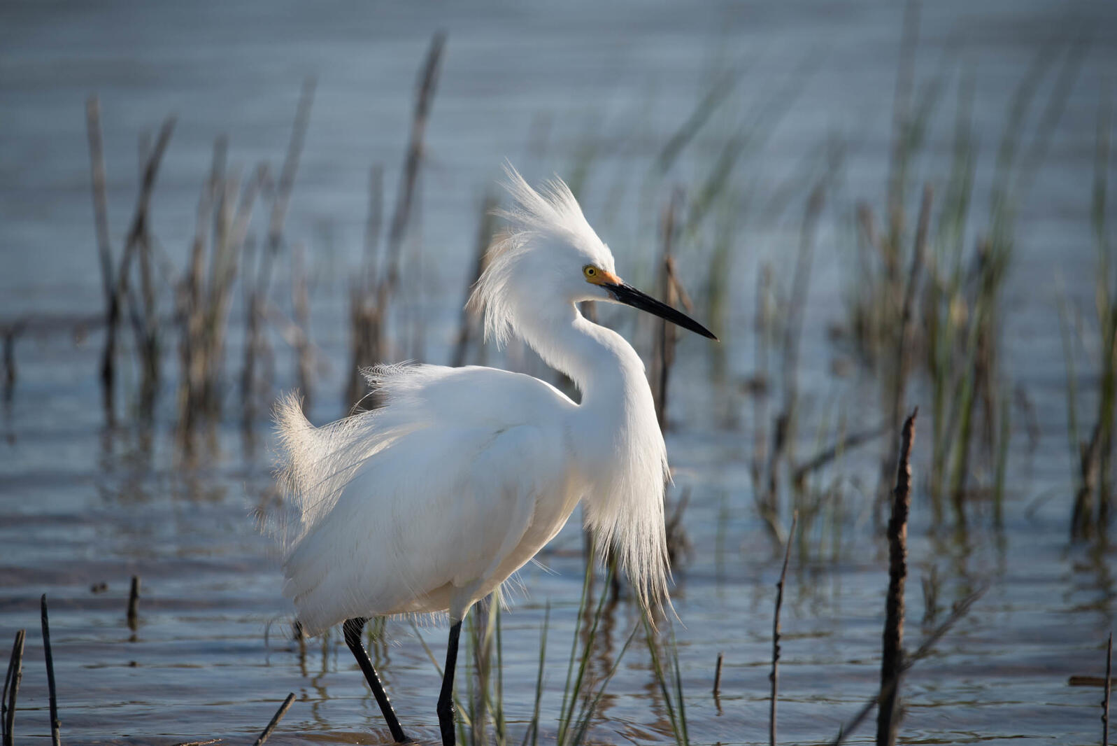 A Snowy Egret wading in shallow water.