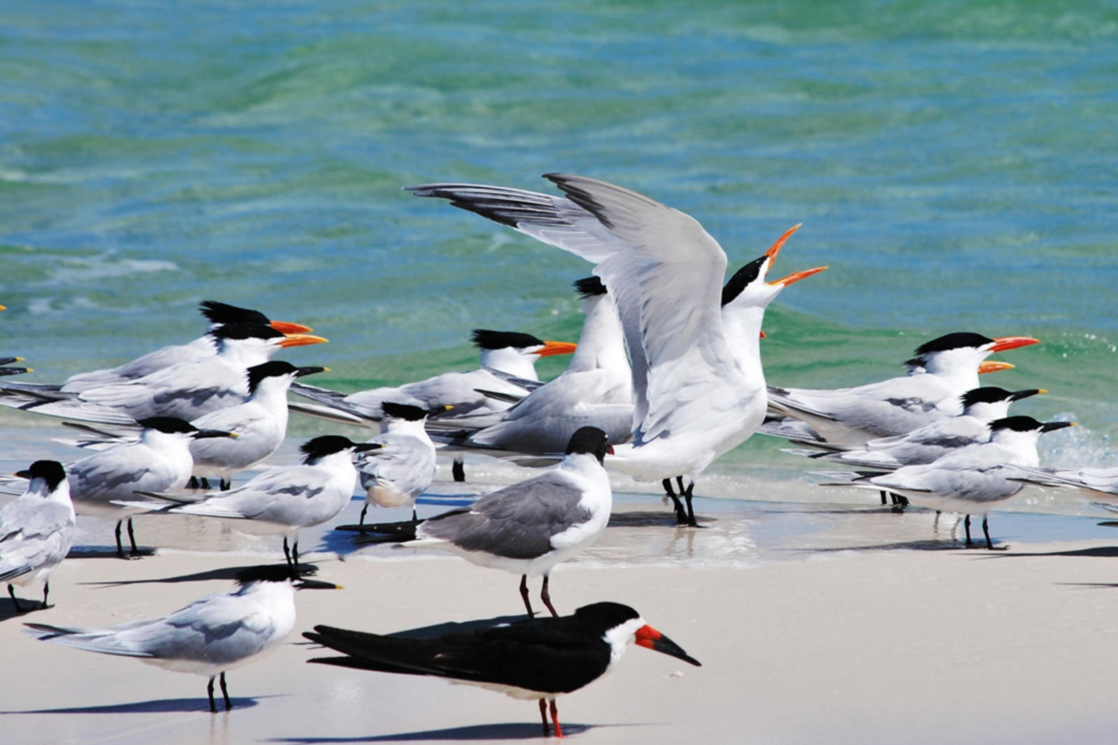  Seabirds. Photo: JulieAnn Schultz/Audubon Photography Awards.