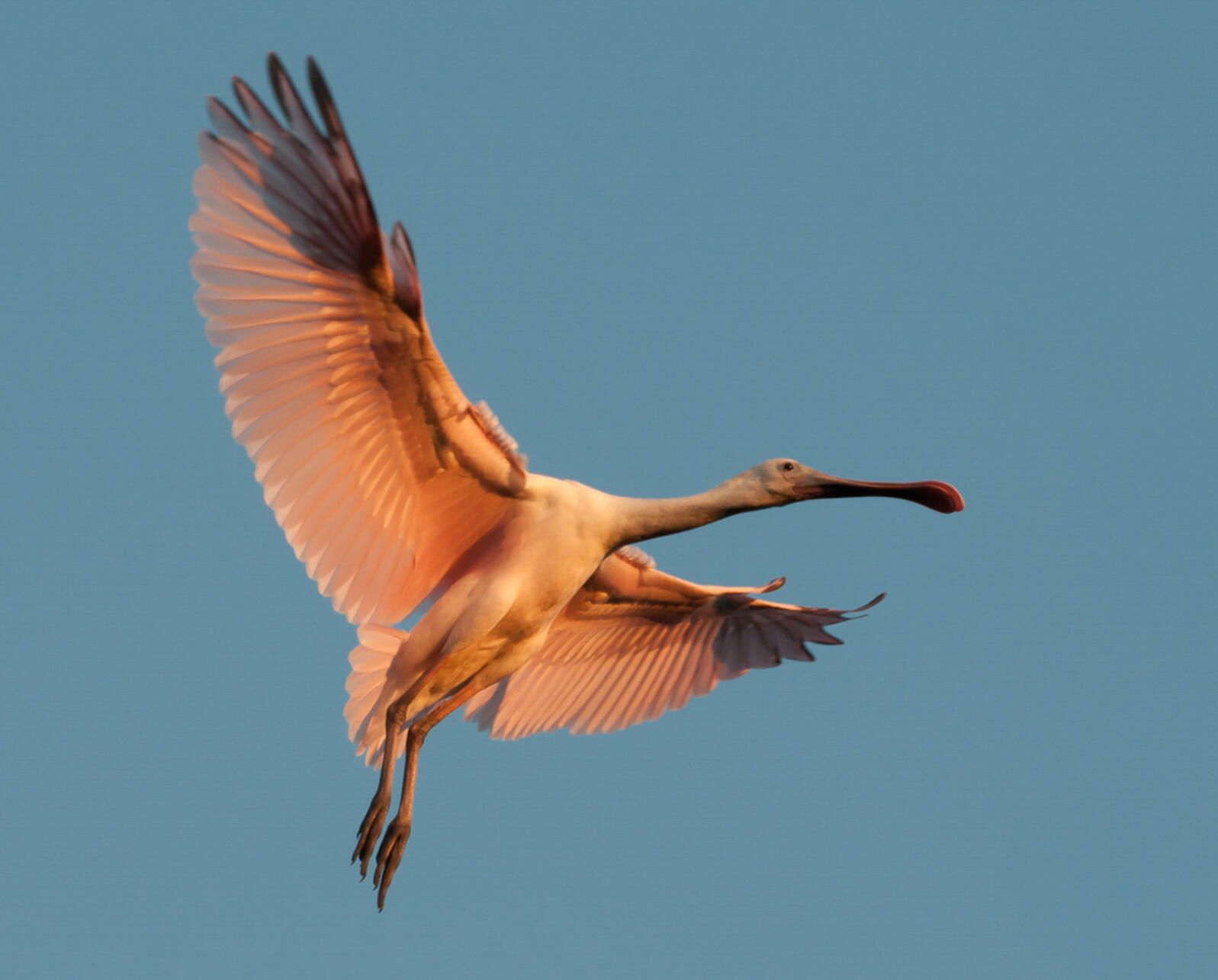Roseate Spoonbill in flight. Photo: Steve Kendall/Audubon Photography Awards