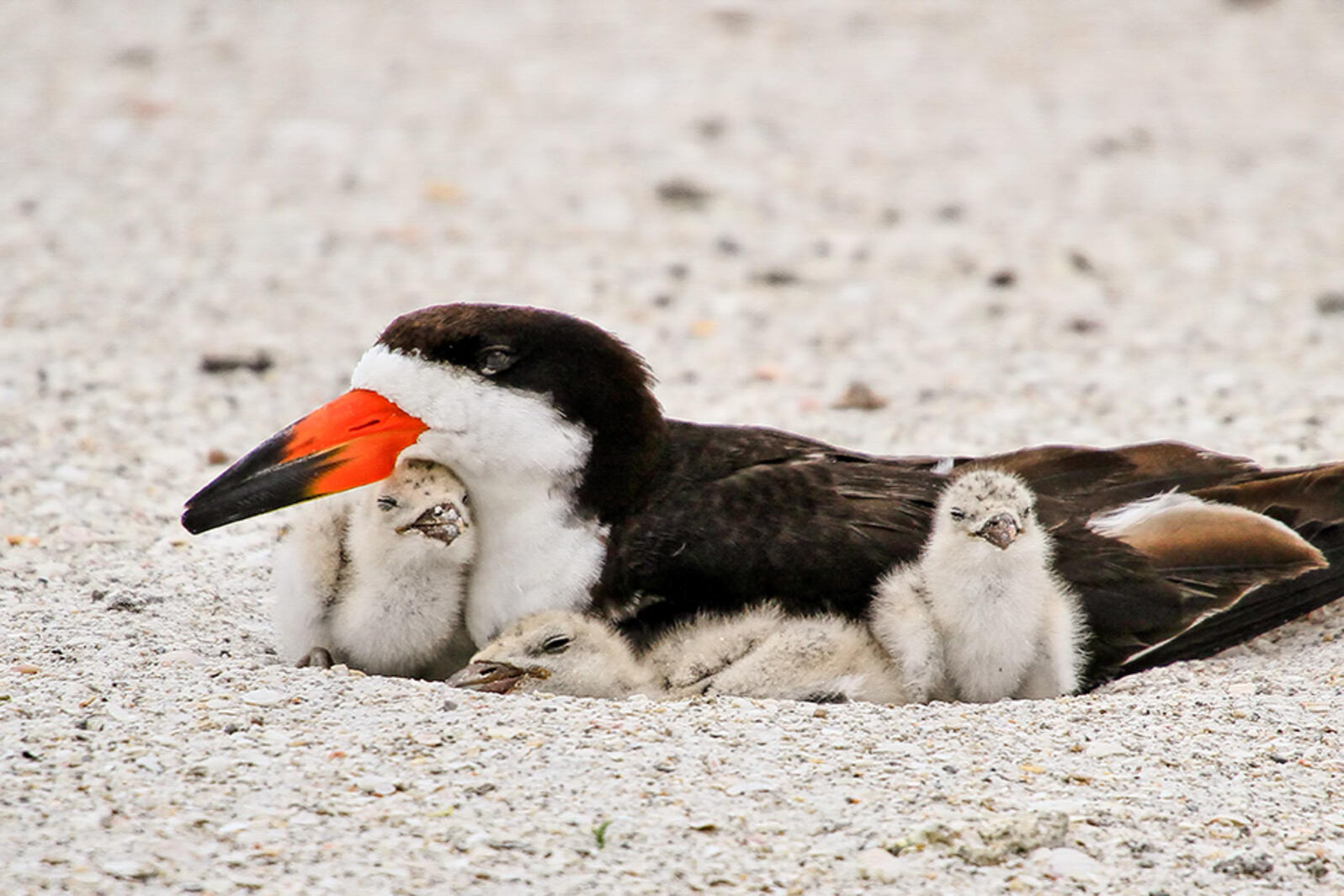 Black Skimmer laying on the sand with fuzzy chicks under its body.