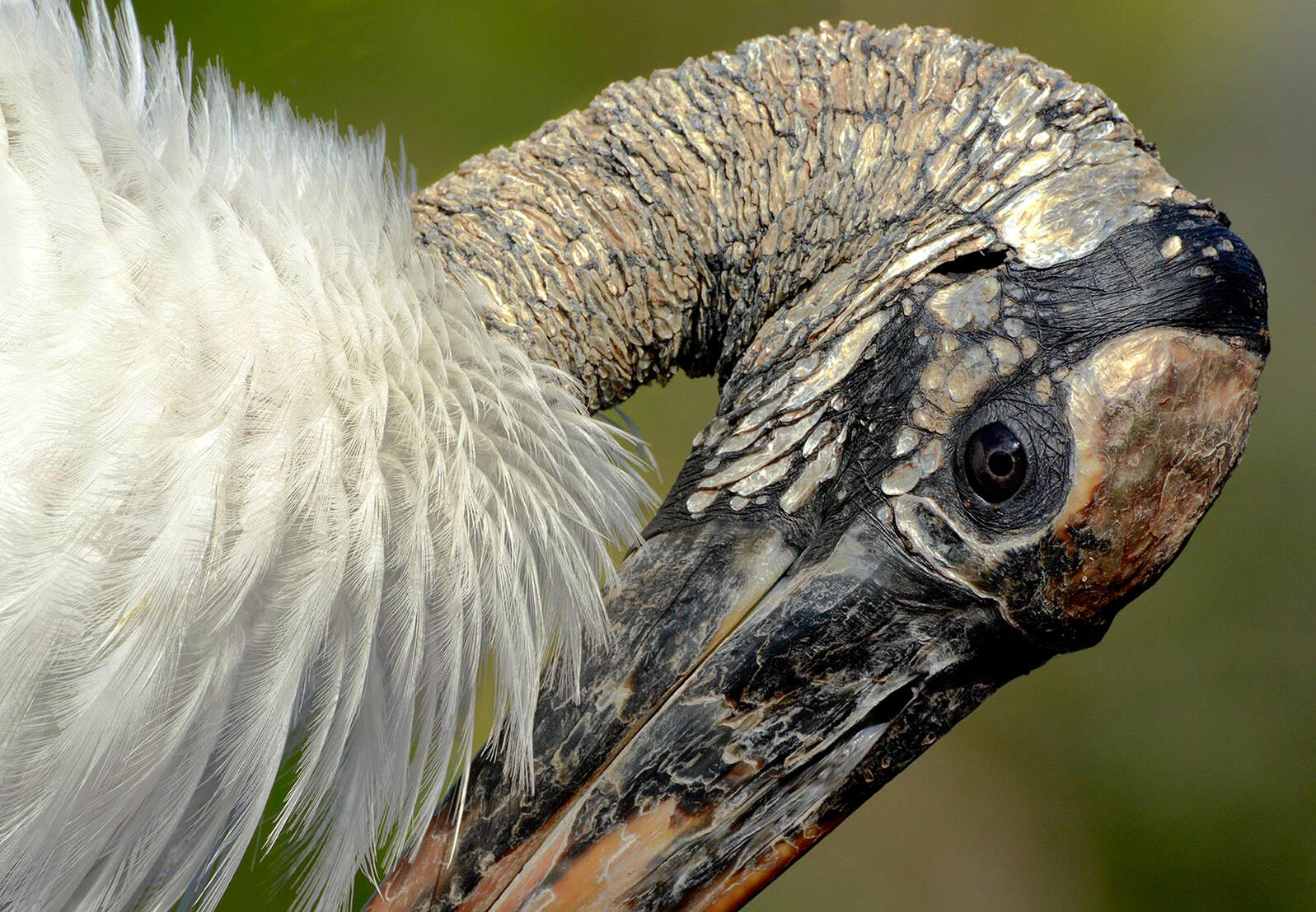 A close up of a Wood Stork's head. Photo: Karen Mason.