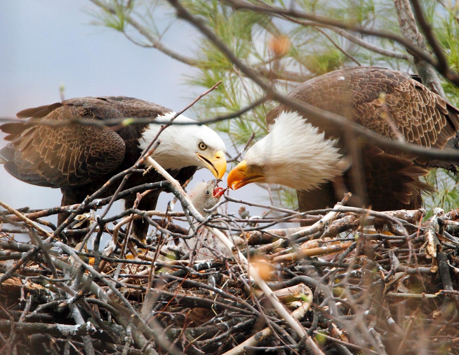 A pair of Bald Eagles feed their eaglet in a nest.