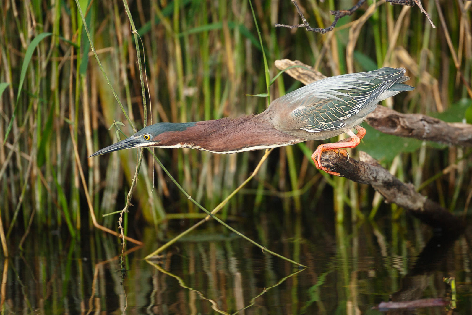 Green Heron. Photo: Edward Cordes/Audubon Photography Awards