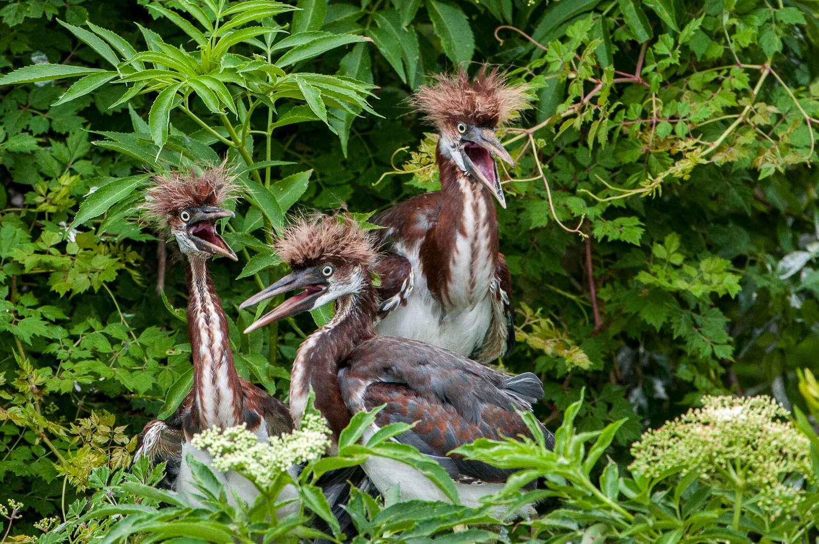 Three juvenile Tricolored Herons sitting in a nest