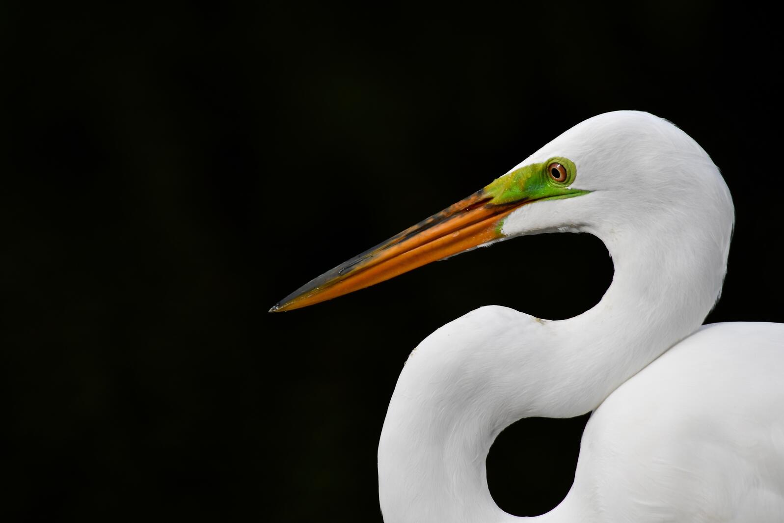 Close-up photo of a white wading bird against a dark background