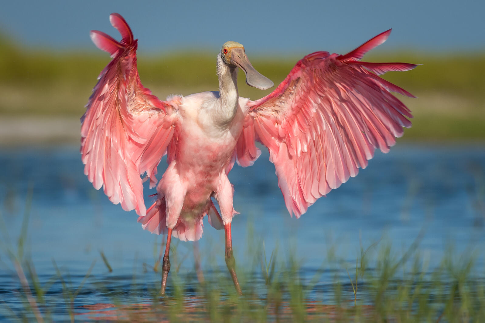 Roseate Spoonbill with wings outstretched