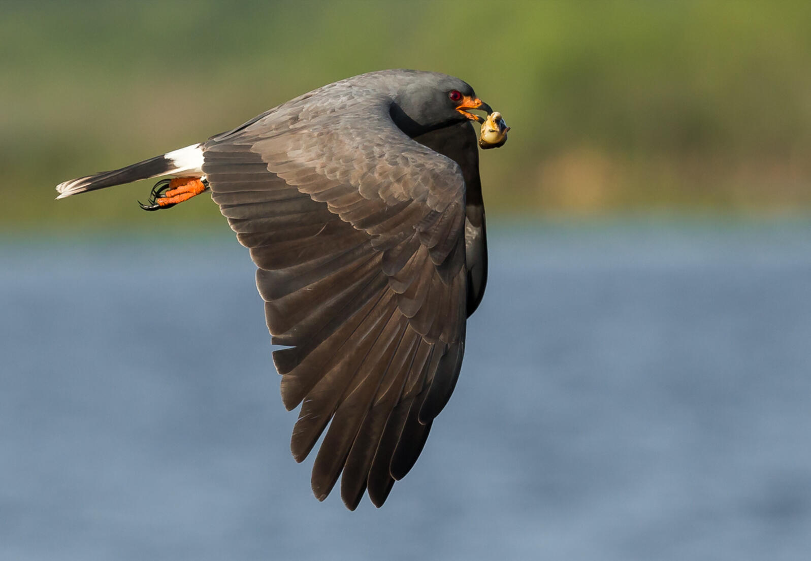 Large bird in flight over water.