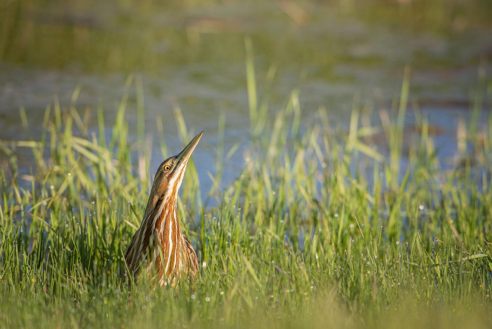 An American Bittern looks up from grassy marshland.