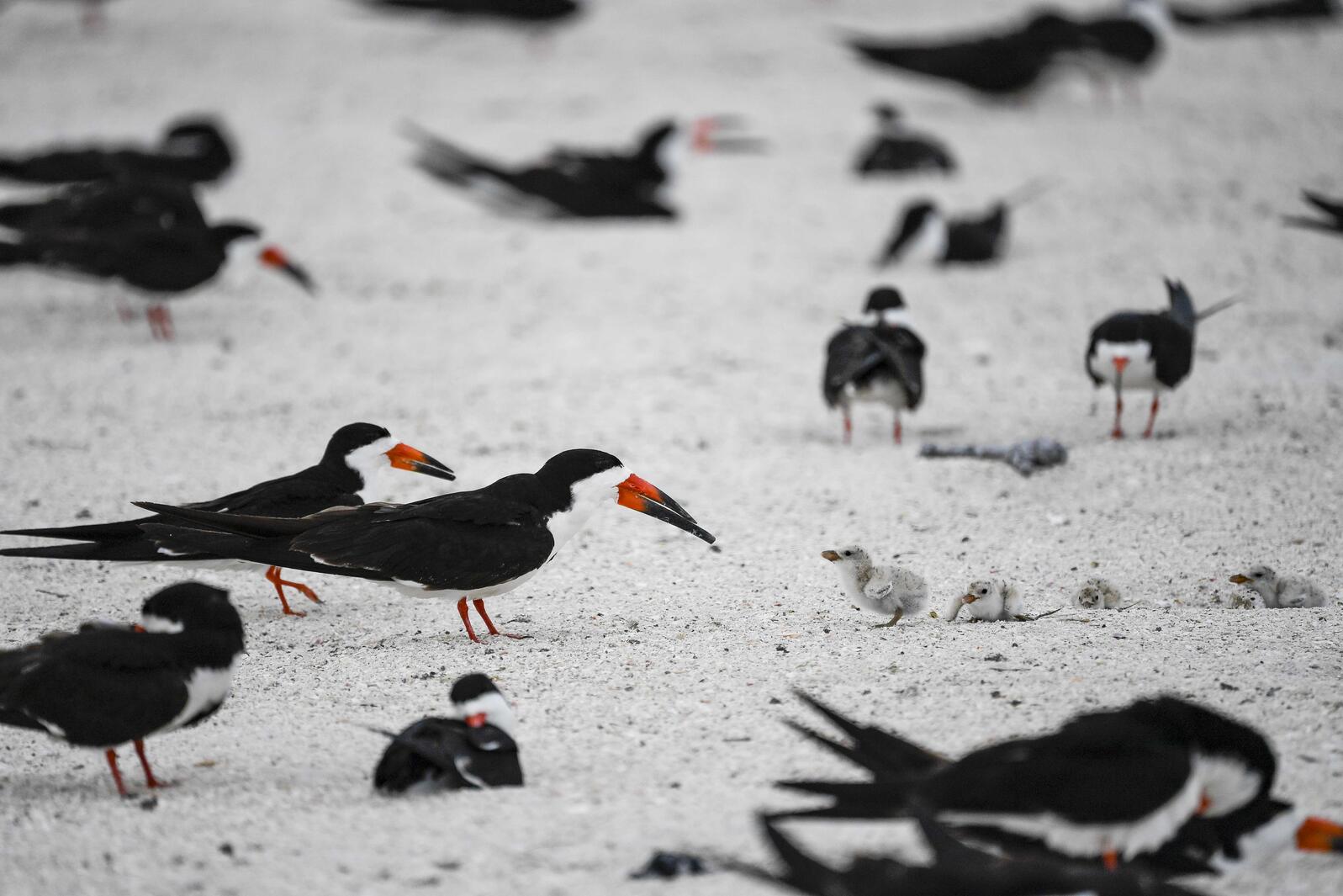 A bunch of black-and-white birds on a beach, some with fuzzy chicks.