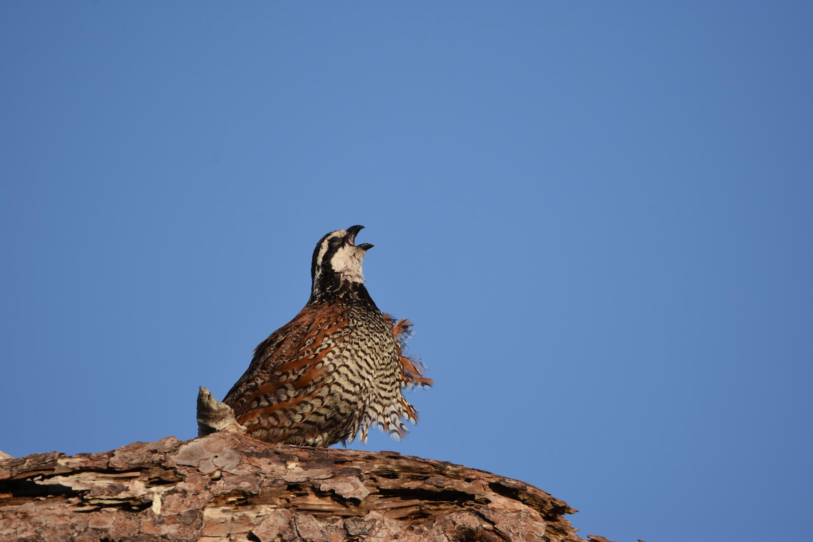 A Northern Bobwhite calling while standing on a log.