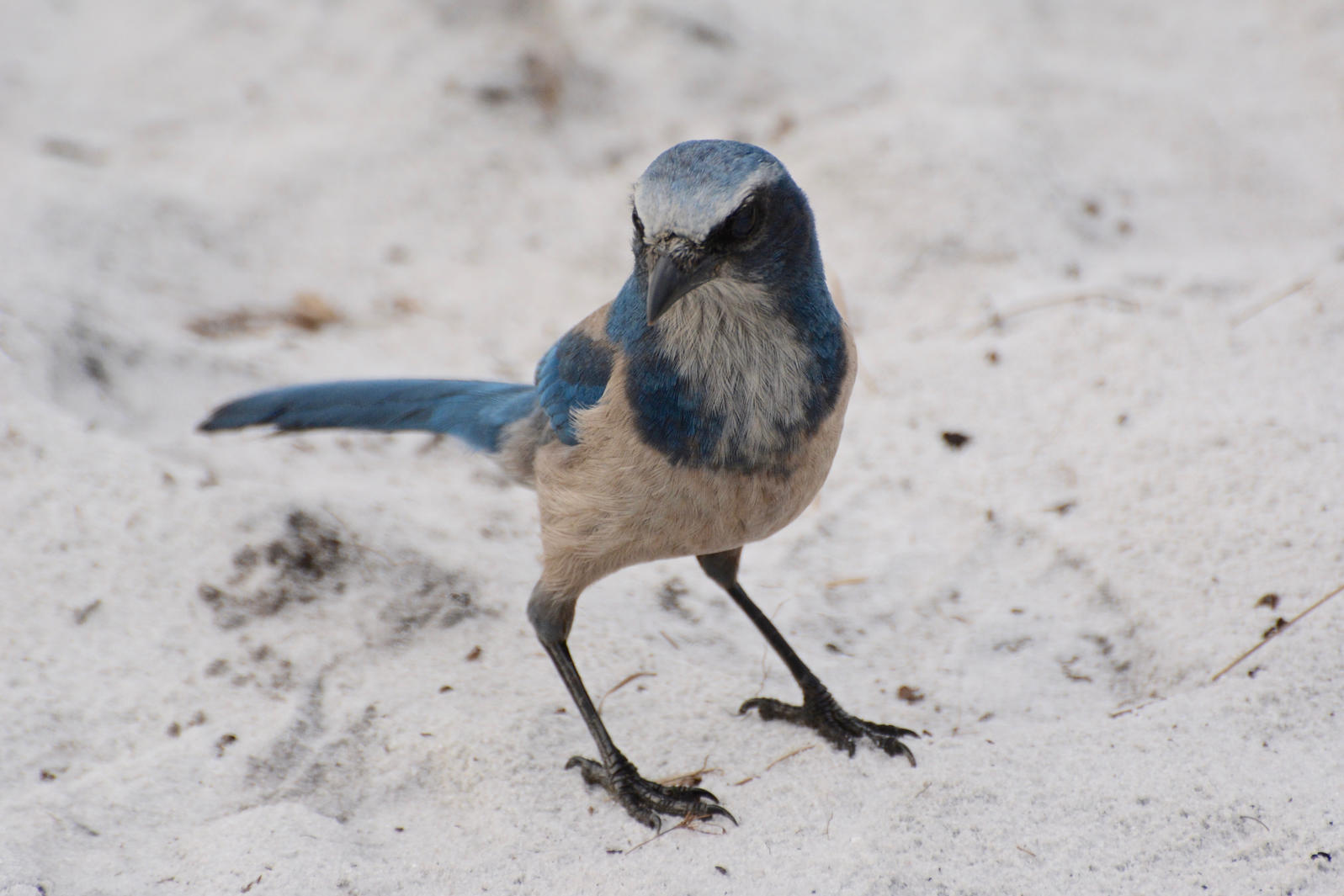 Florida Scrub Jay. Photo: Ann Foster/Great Backyard Bird Count.