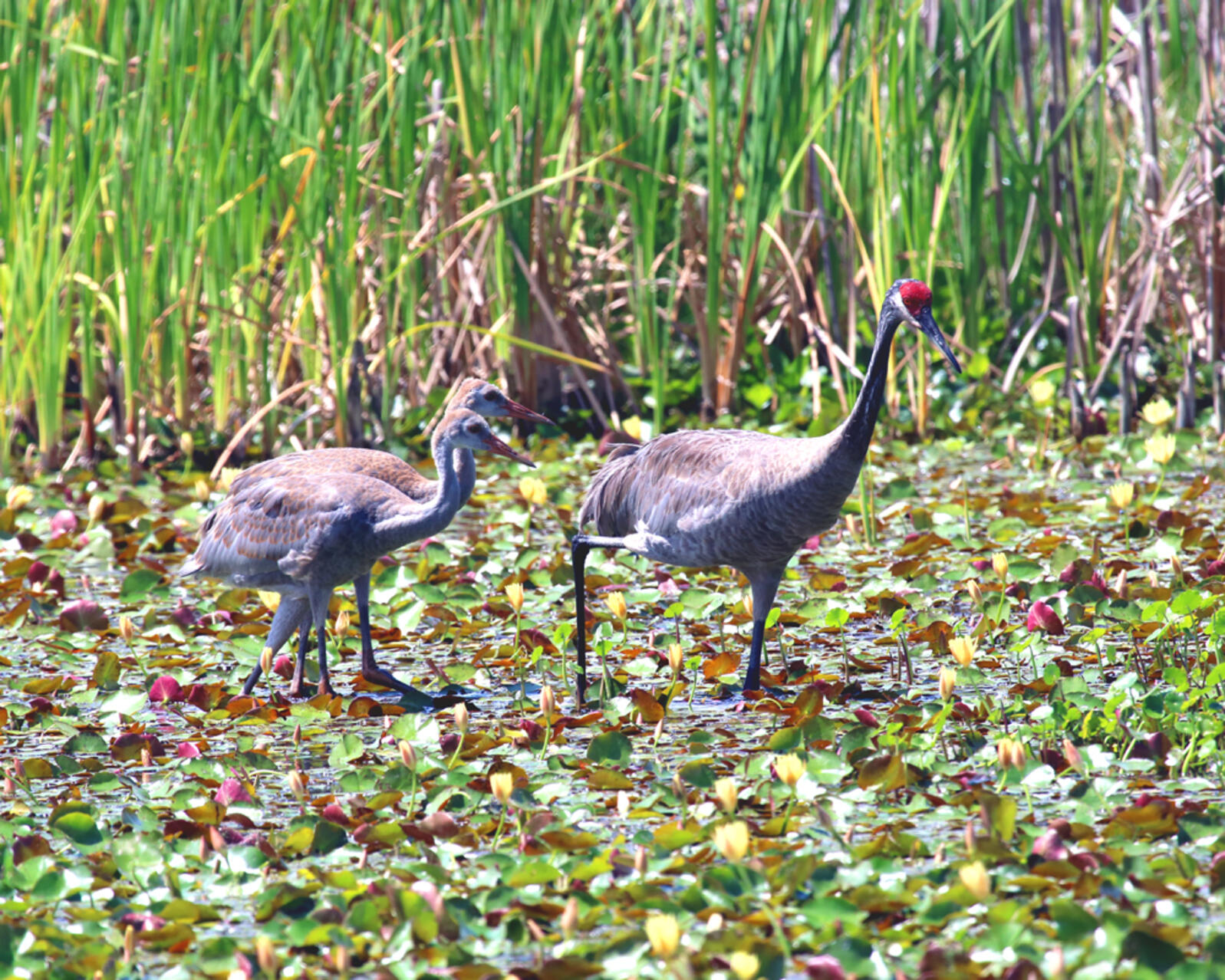 Three sandhill cranes wade in a shallow wetland