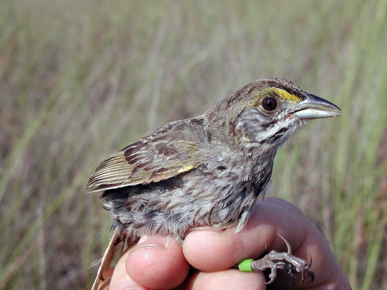Cape Sable Seaside Sparrows are not an impediment to Everglades restoration. They depend on unique habitat in South Florida to survive. Photo: NPS/Lori Oberhofer