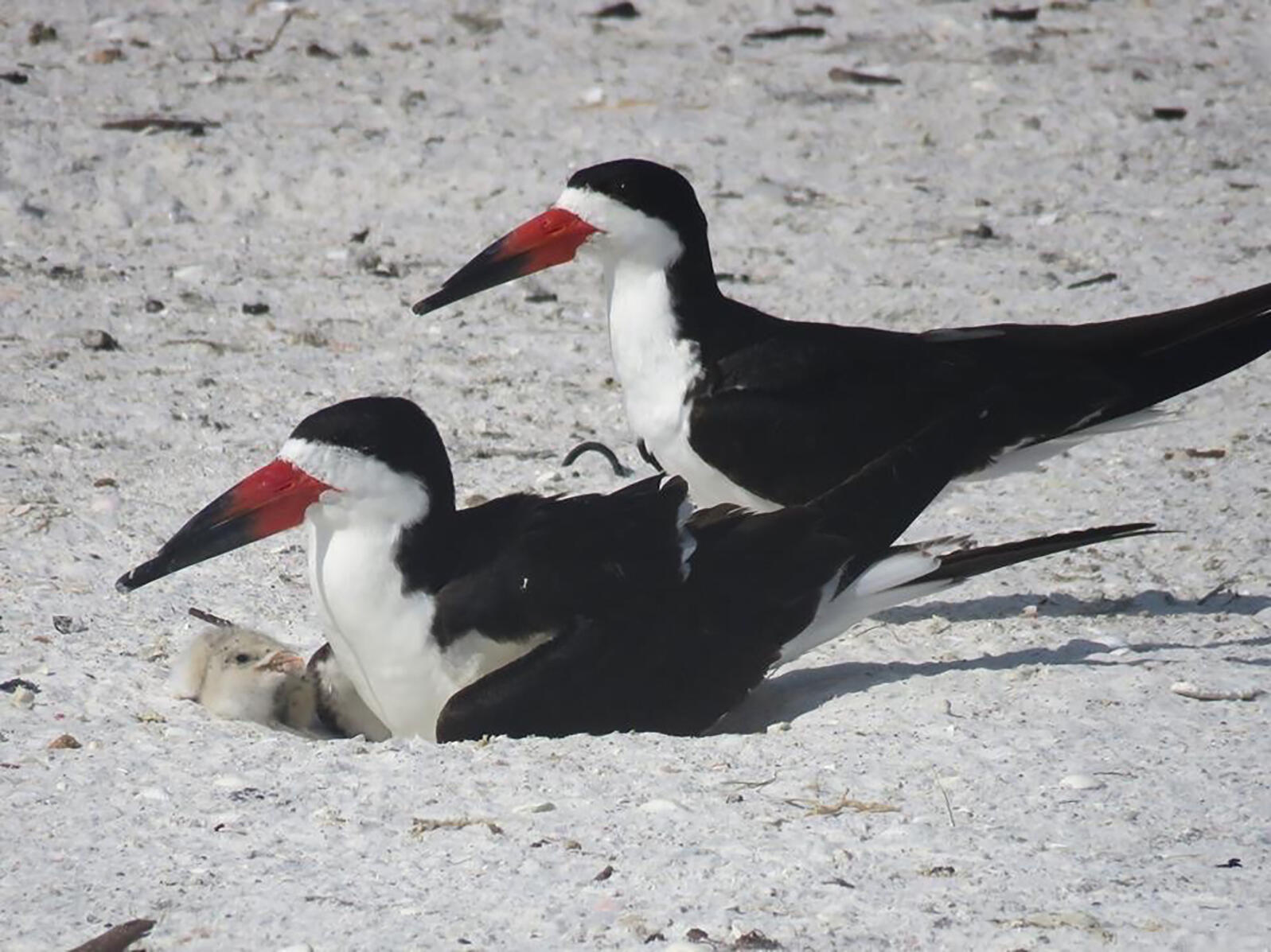 Adult bird with chick on the beach.