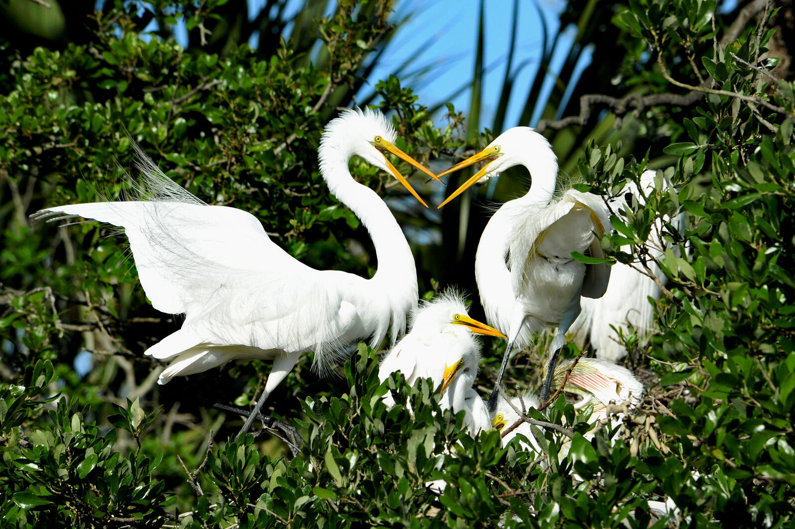 Great egrets in a nest