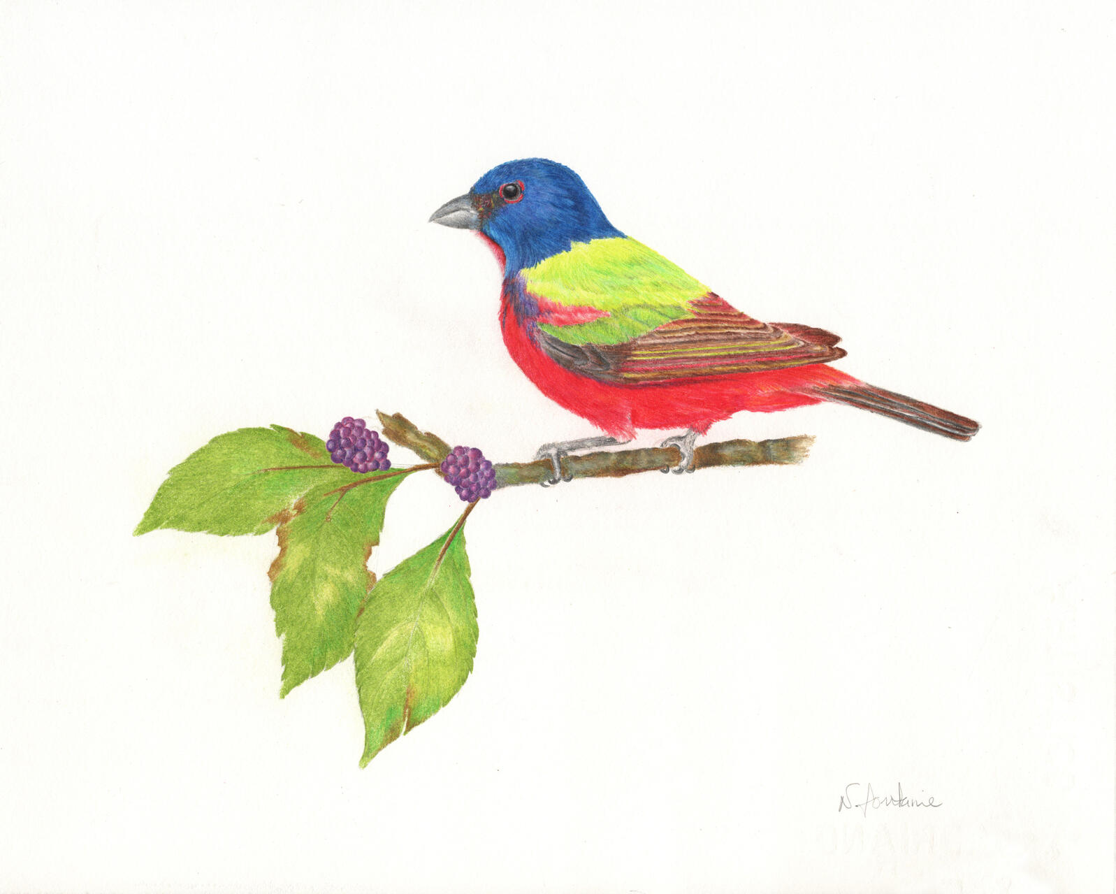 An illustration of a male Painted Bunting on a branch.