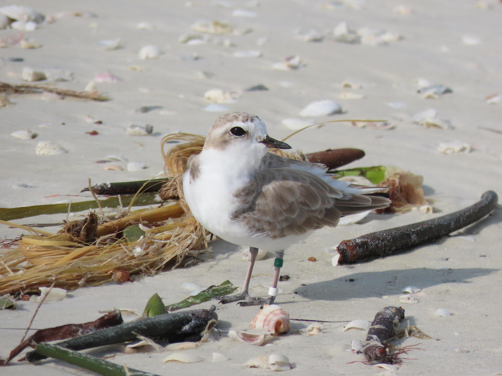Banded Snowy Plover. Photo: Kylie Wilson.