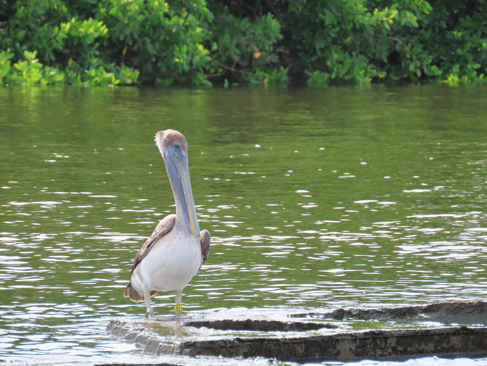 Brown Pelican sitting on a dock with a bright yellow band on one leg. Water in the background.