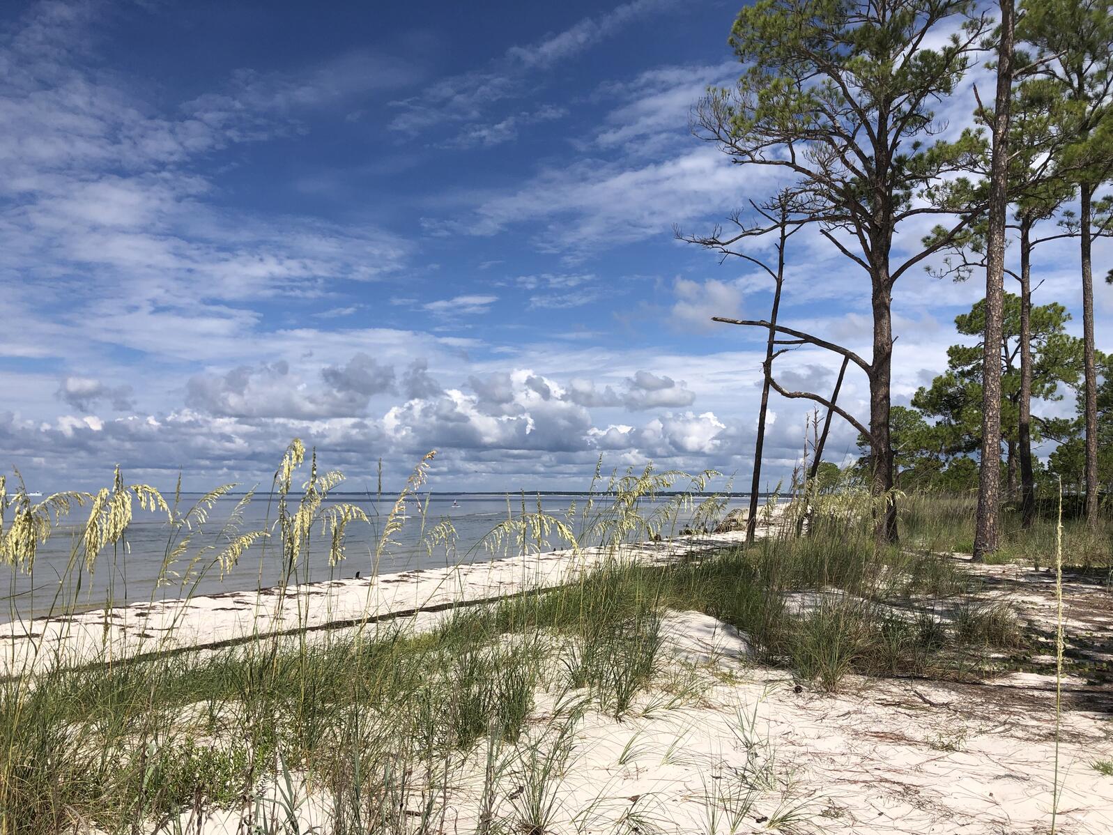 Looking through sea oats to a beach, with water in the background. Pine trees stand at the right-hand edge of the photo.