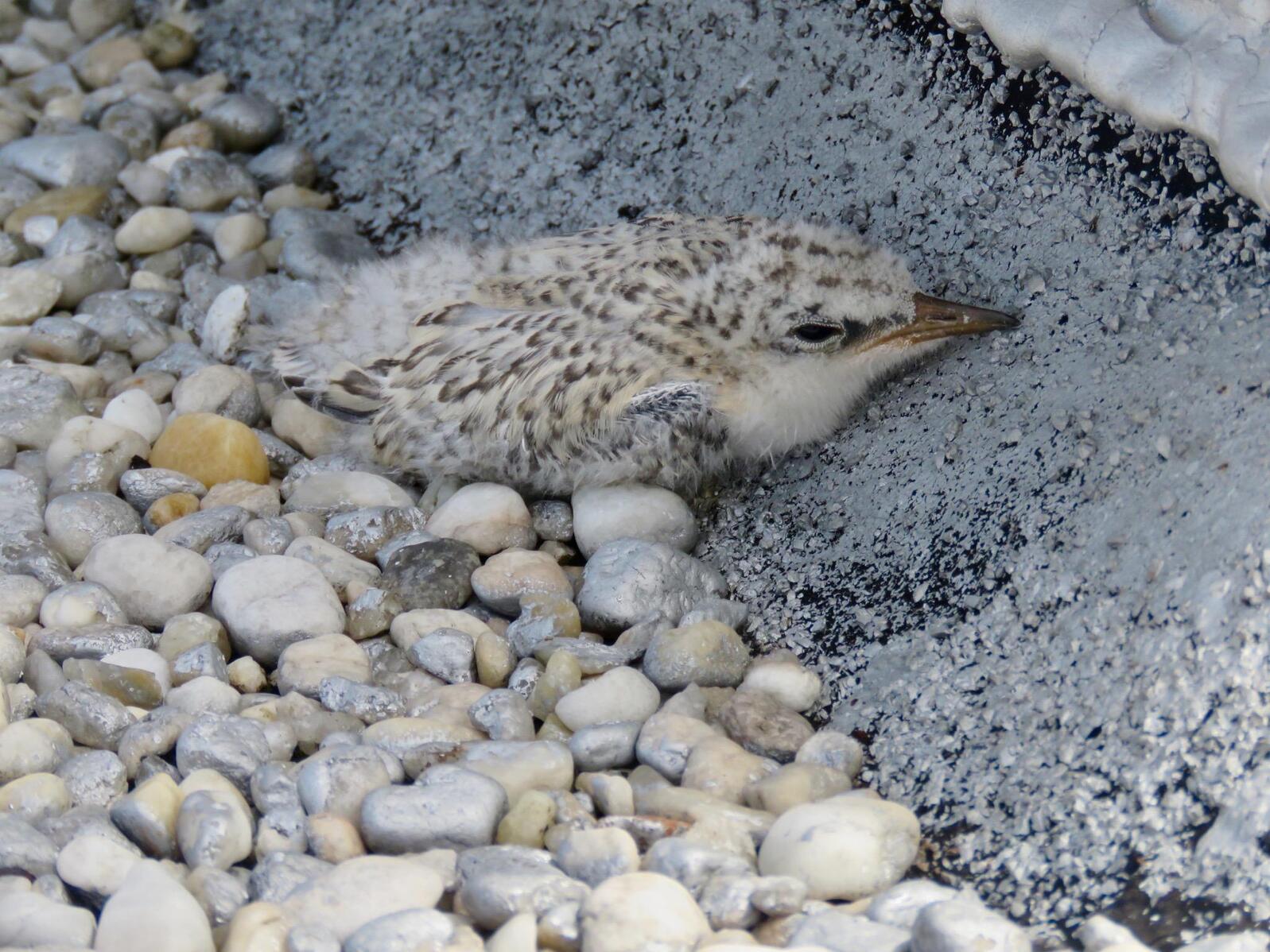 Least Tern chick on rooftop.