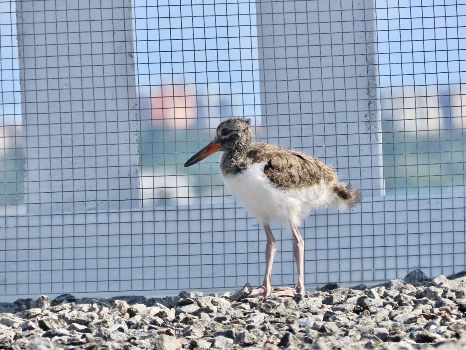 A juvenile American Oystercatcher stands on a rooftop.