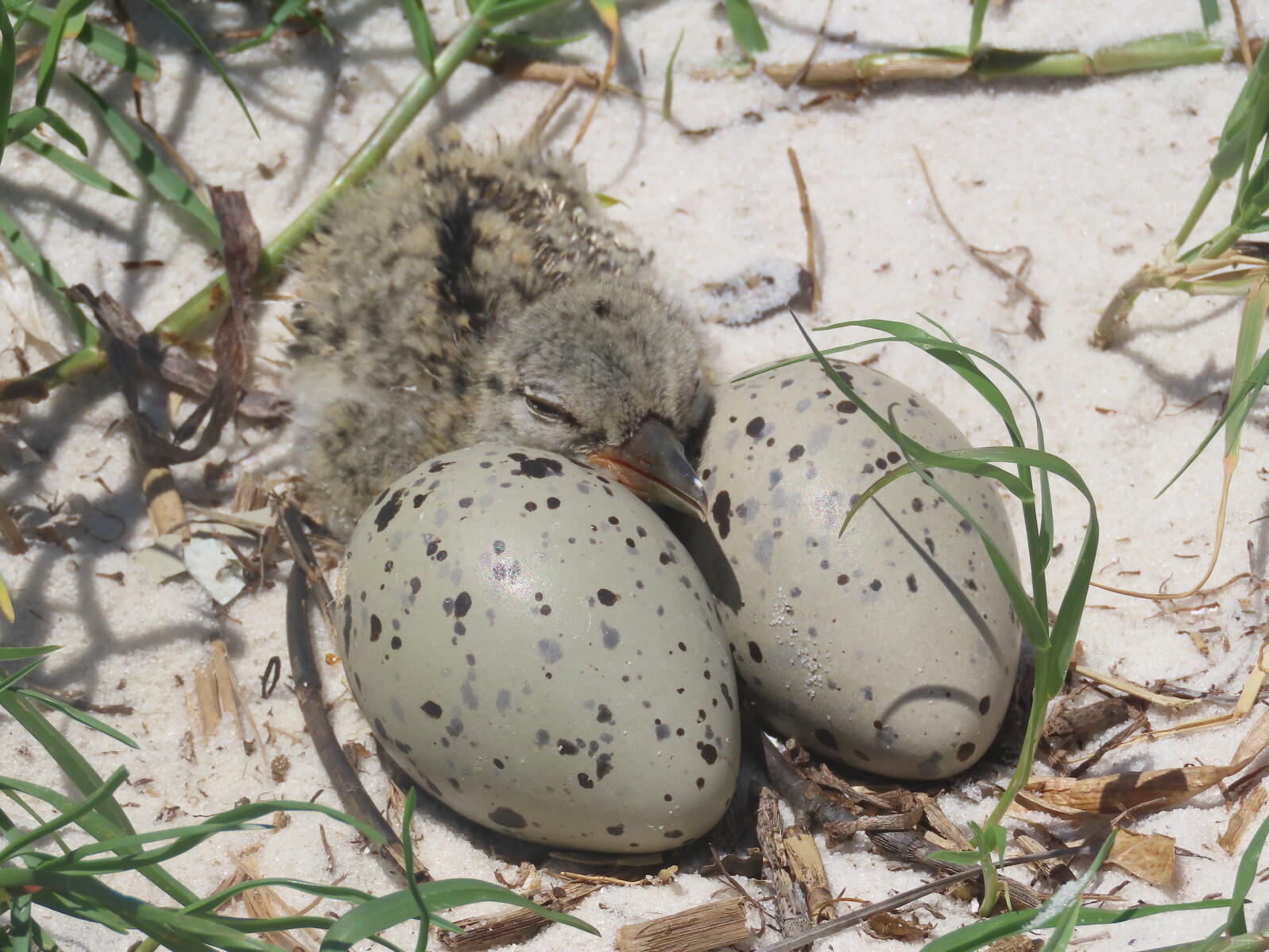 American Oystercatcher chick with two unhatched eggs.