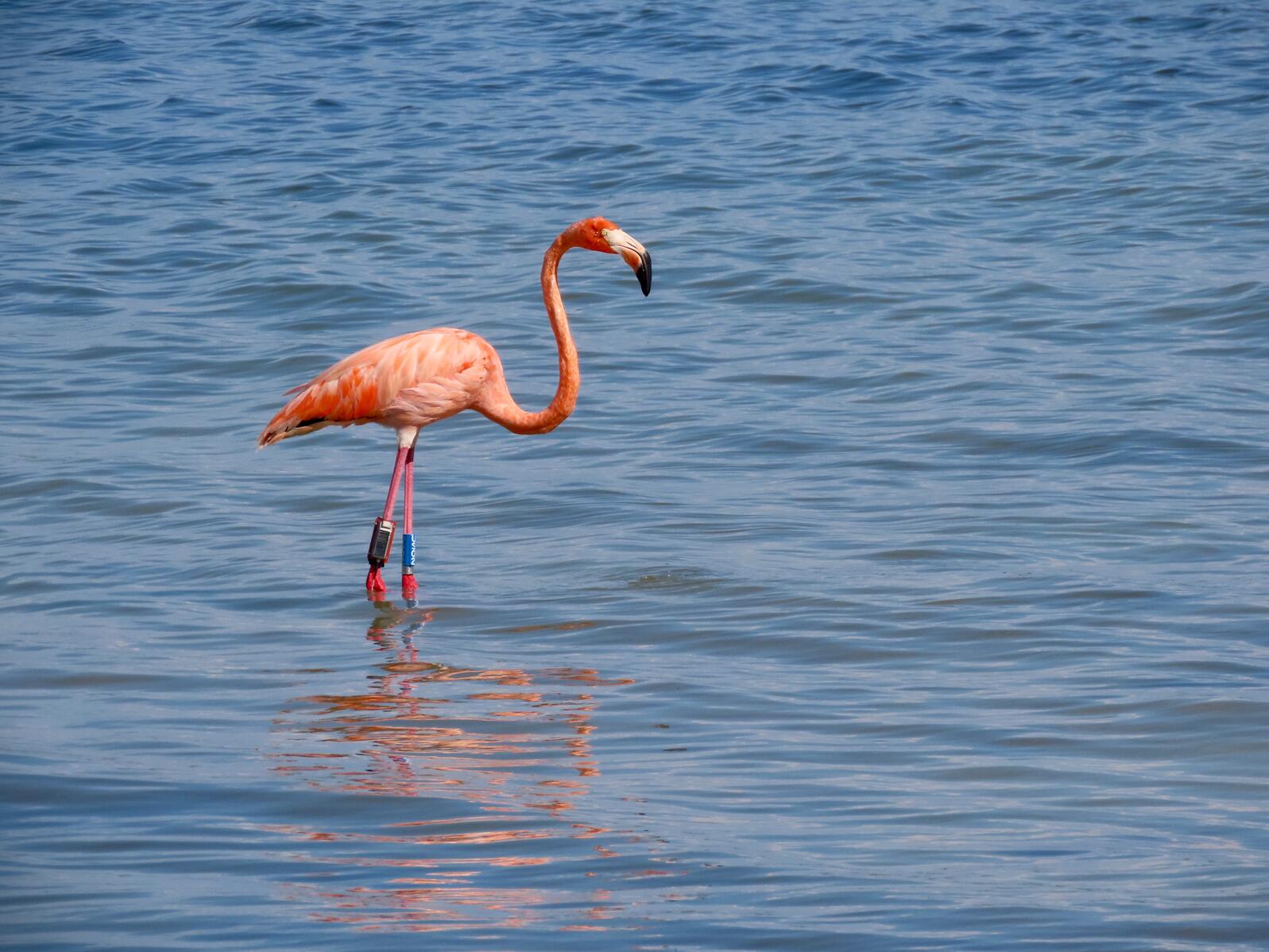 A banded flamingo standing in shallow water.