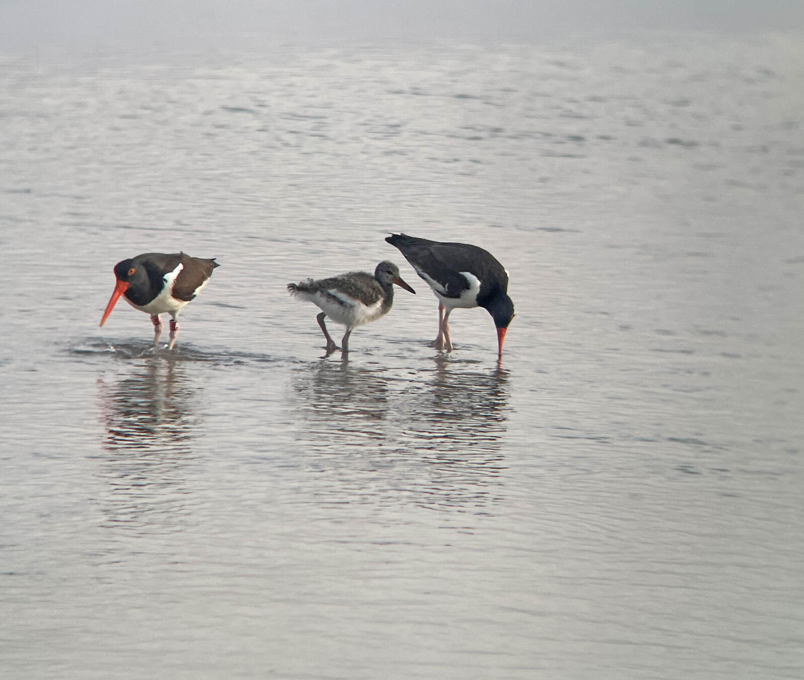 A family of American Oystercatchers standing in shallow water