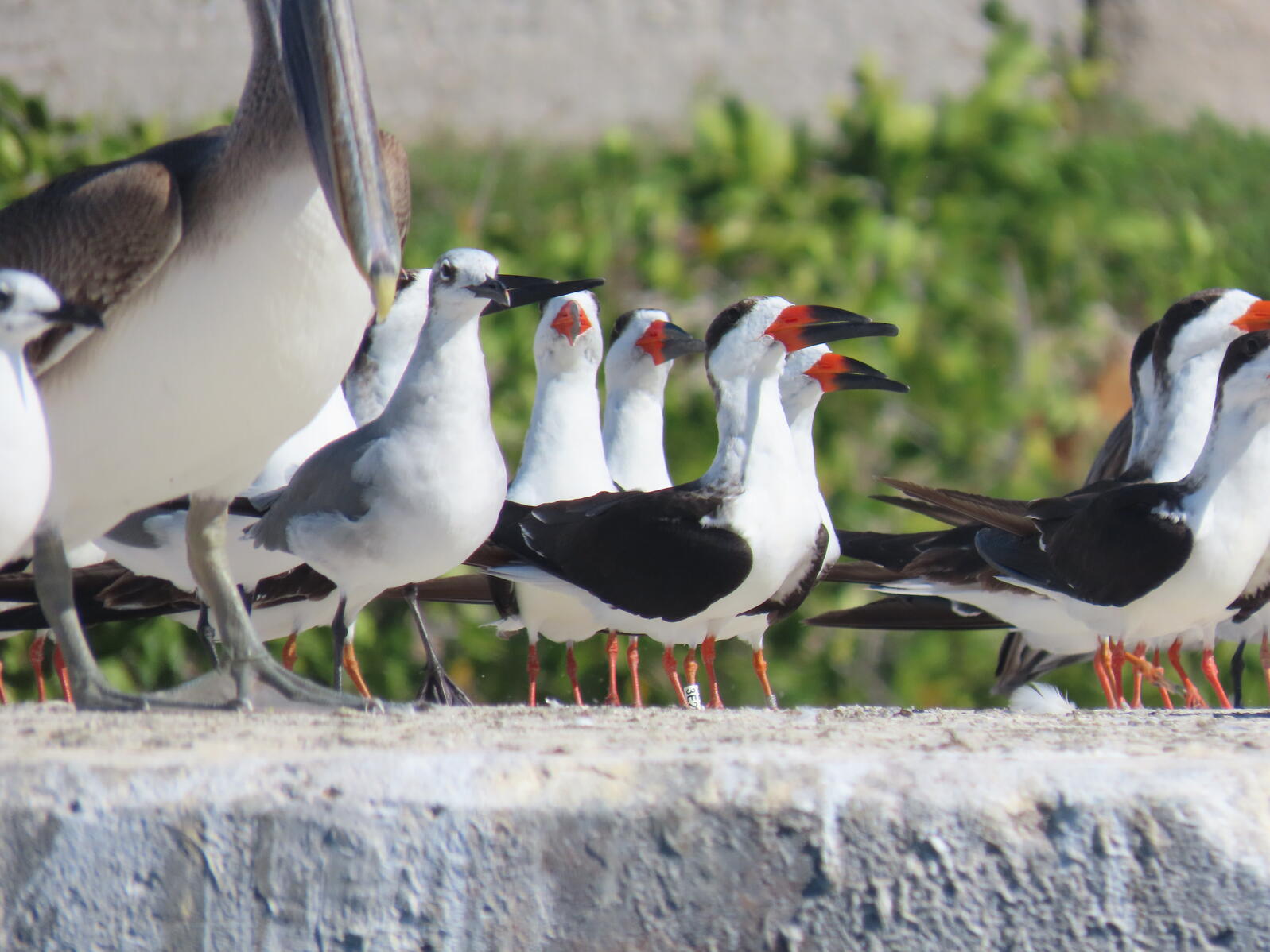 A tagged Black Skimmer rests amidst a mixed flock of gulls, terns, pelicans.