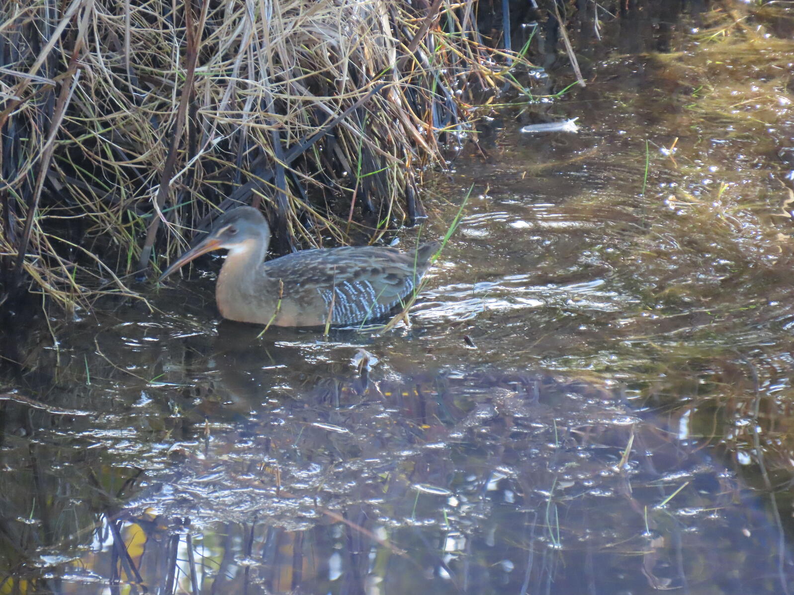 A Clapper Rail swimming along the edge of a marsh.