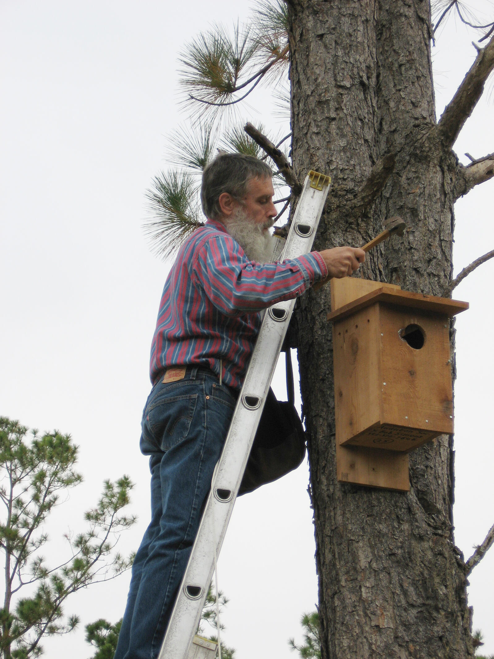 A man stands on a ladder by a tree, checking a large nest box